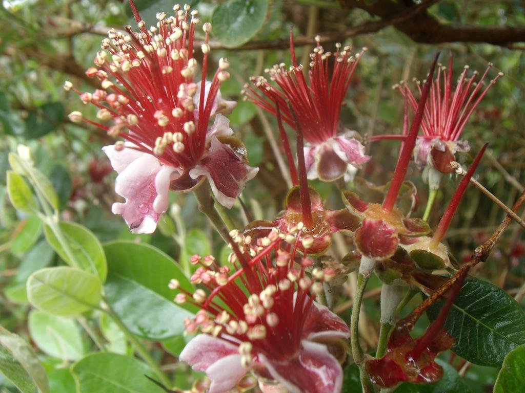 Tropical Fruit Garden Hotel Velas Exterior foto