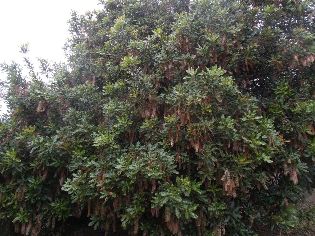 Tropical Fruit Garden Hotel Velas Exterior foto